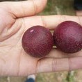 Chuyên cung cấp giống nhãn tím, nhãn ruột tím, cây nhãn giống ruột tím,giống cây nhãn