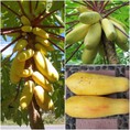 Chuyên cung cấp giống đu đủ vàng lùn,đu đủ vàng lùn, đu đủ vỏ vàng