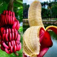 Chuyên cung cấp chuối đỏ đacca,chuối đỏ, giống chuối đỏ đacca, chuối đa cca,chuối