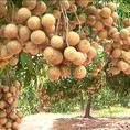 Chuyên cung cấp giống cây nhãn muộn, nhãn muộn hưng yên, nhãn miền thiết, nhãn sớm, nhãn