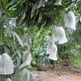 Chuyên cung cấp bao bọc trái cây,vỏ bao trái cây,vỏ bọc trái cây,bao bọc quả,màng bọc quả