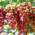 Chuyên cung cấp cây giống nho móng tay,nho ngón tay, giống nho nhập khẩu, giống nho