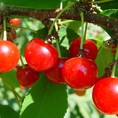 Chuyên cung cấp cây giống cherry anh đào, giống cherry nhập khẩu, giống cherry, cherry
