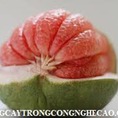 Chuyên cung cấp giống cây bưởi da xanh, bưởi da xanh miền bắc,bưởi da xanh miền nam,bưởi