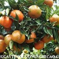 Chuyên cung cấp giống cây cam canh,cam, giống cam canh,cam đường canh, cam canh chuẩn