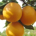 Chuyên cung cấp giống cây cam v2, cam v2, cam,giống cam v2 chất lượng,số lượng lớn