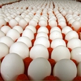 Bán trứng gà ta siêu sạch tại An Dương, Hải phòng
