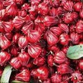 Cao atiso tái tạo tế bào gan, đẹp da, xóa sạch mụn