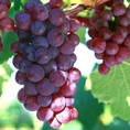 Cung cấp cây giống nho pháp, nho tím, nho đỏ, chuẩn giống nhập khẩu, giao cây toàn quốc