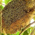 Mật ong rừng Tây Nguyên, bột trà xanh matcha nguyên chất Phân phối tại Hà Nội
