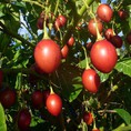 Cung cấp Giống cây cà chua thân gỗ, hạt giống cà chua thân gỗ, cà chua thân gỗ Magic S, giao hàng toàn quốc