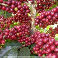 Cafe nguyên chất Mật ong nguyên chât chất lượng đảm bảo 99% Trái cây vườn nhà trồng