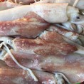 Chuyên cung cấp mực ống làm lẩu, sashimi, cho nhà hàng