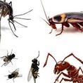 Máy đuổi chuột, gián, ruồi tốt nhất, hiệu quả nhất
