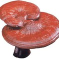 Nấm Linh Chi Đỏ Nguyên Tai