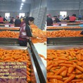 Cần bán gấp 800 tấn CÀ RỐT Miền Bắc xuất khẩu