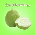 Ổi Lê giống Đài Loan 100gram