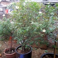 Bán cây Hồng cổ bạch xếp: cây cổ thụ 10 năm tuổi