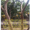 Bán giống cây bưởi Diễn Sai Quả, Cây Lâu năm, Quả Ngọt: 096.239.2038