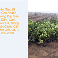 Bán giống cây đặc sản bưởi Diễn, Cam Canh giá Rẻ, giống sai quả: 096.239.2038