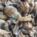 Cung cấp bạch tuộc nhúng lẩu, nhúng giấm, làm sạch, đông lạnh số lượng lớn trên toàn quốc