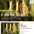 Nhân sâm tươi Hàn Quốc 8 củ/kg Sâm loại 1
