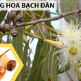Mật ong nguyên chất hoa bạch đàn Úc 1kg