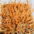 Đông trùng hạ thảo tươi, đông trùng hạ thảo khô, được viện bảo vệ thực vật nuôi trồng