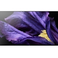 Android Tivi OLED Sony 4K 55 inch KD 55A9F