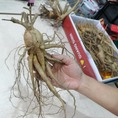 Nhân sâm Bố Chính trồng ở Quảng Bình cho dược tính cao, rễ và củ sâm đep