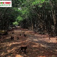 Tour Dần Xây Đảo Khỉ