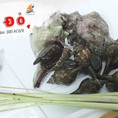Ốc đỏ tươi sống giàu dinh dưỡng