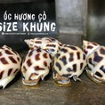 Ốc hương size khủng