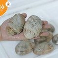 Ngao 2 cồi hàng thiên nhiên tươi sống