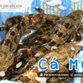 Cá mú sống chỉ 280k/kg