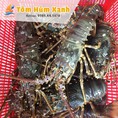 Tôm hùm xanh sống đang mùa giá rẻ chỉ 720k/kg tại hải sản bốn mùa
