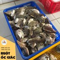 Mua ngay Ốc Giác giá tốt đã được làm sạch