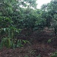 Cần bán đất cà phê tại Lâm Đồng