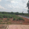 Đất thổ cư, 2 mặt tiền 150m2 chỉ 380tr sổ hồng riêng, Đồng Phú, Bình Phước.