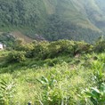Kẹt tiền bán gấp lô đât 5 xào 2 Huyện Đạ Hoai Lâm Đồng