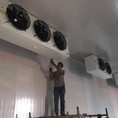 Thi công lắp đặt kho lạnh trữ củ ly tại Đà Lạt Lâm Đồng liên hệ ngay 0947459479