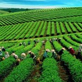 Golden Hill Gia Lai, khu đô thị kiểu mẫu đầu tiên