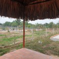 Bán đất vườn Củ Chi, ngay Phú Hòa Đông, ngã tư Tân Quy 1tr9/m2