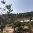 Chủ Nhà Gửi Bán Lô Đất Gần Chùa Linh Ẩn