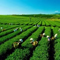 Bán đất ngay QL gần Trung Tâm Bảo Lộc LH 0382350854 Phước