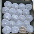 Bông lọc, vải lọc khẩu trang N95, KN95