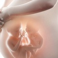 Dấu hiệu thai nhi bị nấc cụt trong bụng mẹ