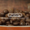 Cung cấp giá sỉ cà phê hạt culi cà phê nguyên chất chỉ từ 85k 1kg