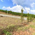 Bán 4 lô biệt thự TP Bảo Lộc, 558 820m2, SHR, 2.5 3tr/m2.
