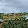 Cần bán vườn trái cây đang thu hoạch tại Bình Phước